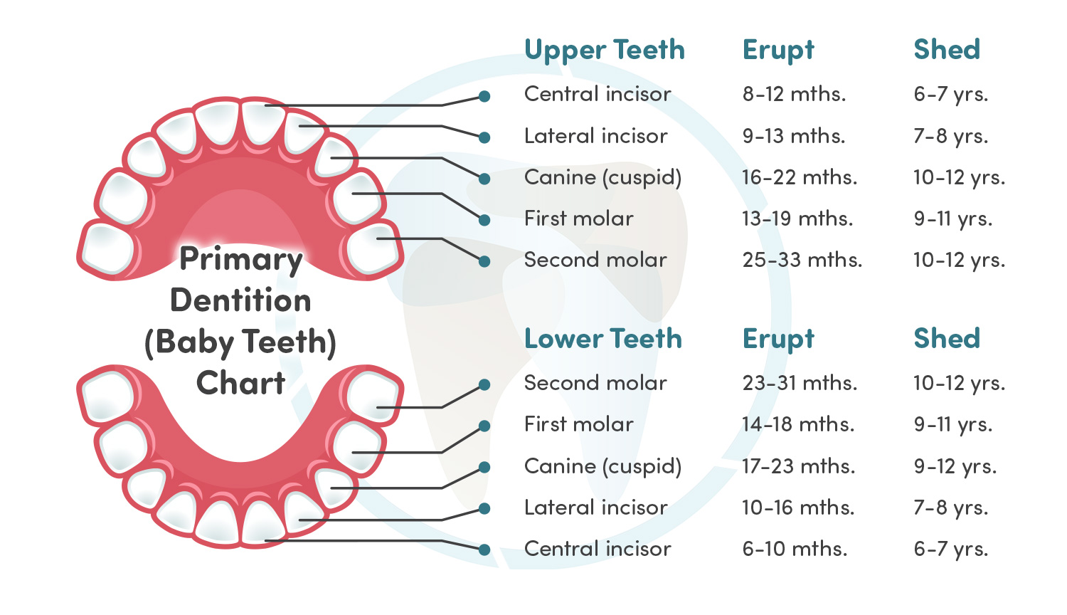 When do Our Kids' Teeth Fall Out, and Grow Into Place? - Aperture ...