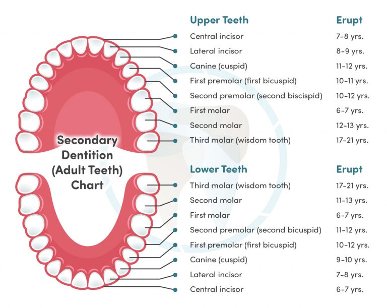 When do Our Kids' Teeth Fall Out, and Grow Into Place? - Aperture ...